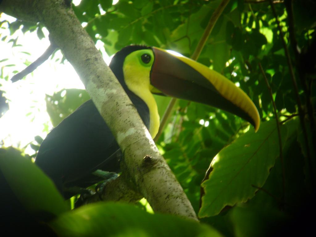 Jaco Lodge Quiet Place (Adults Only) 外观 照片